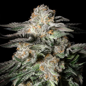 Silent Seeds - Mint Candy - Feminized