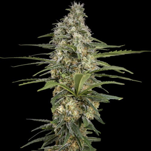 Spliff Seeds - Mint Runtz - Feminized