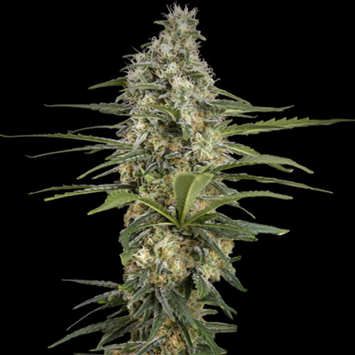 Spliff Seeds - Mint Runtz Auto Feminized