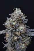 Pure Instinto Seeds - Minty Grape Kush Feminized