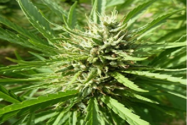 Miss Violet CBD- Feminized - Sensible Seeds Premium Selection     