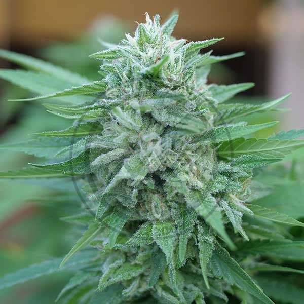 Delicious Seeds - Moby Delicious - Feminized