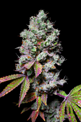 Pure Instinto Seeds - Mochi Feminized