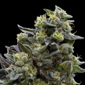 Ziplock Seeds Mochi Crunch - Feminized