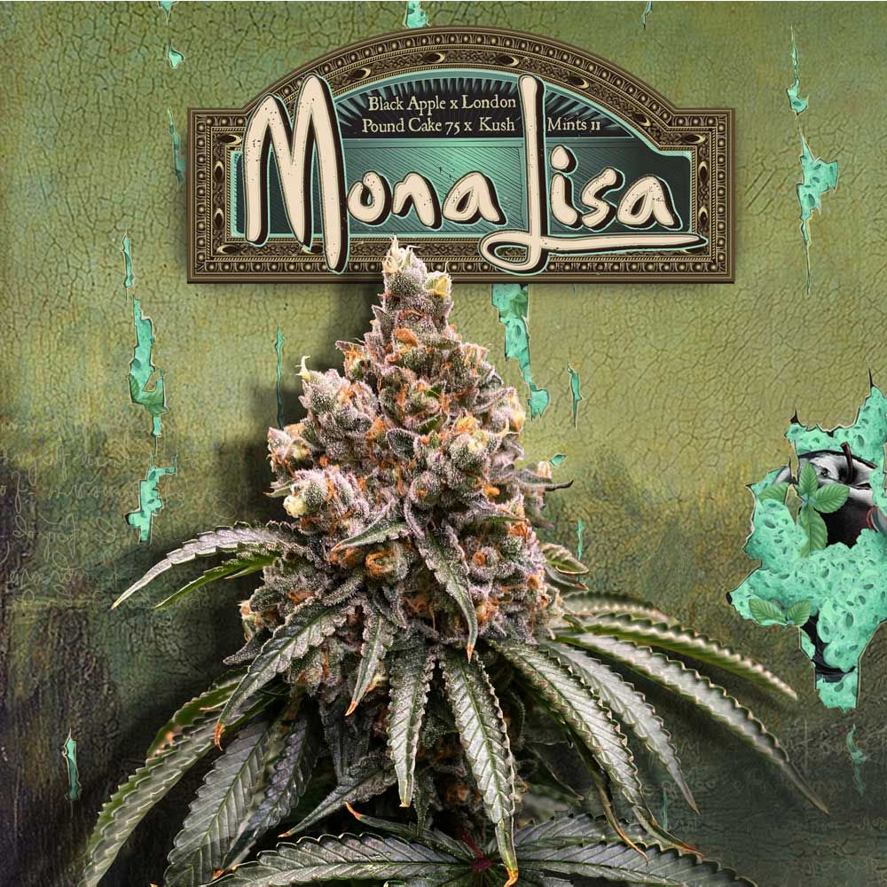 T.H Seeds - Mona Lisa - Feminized