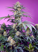 Sweet Seeds - Monster Maker - Feminized