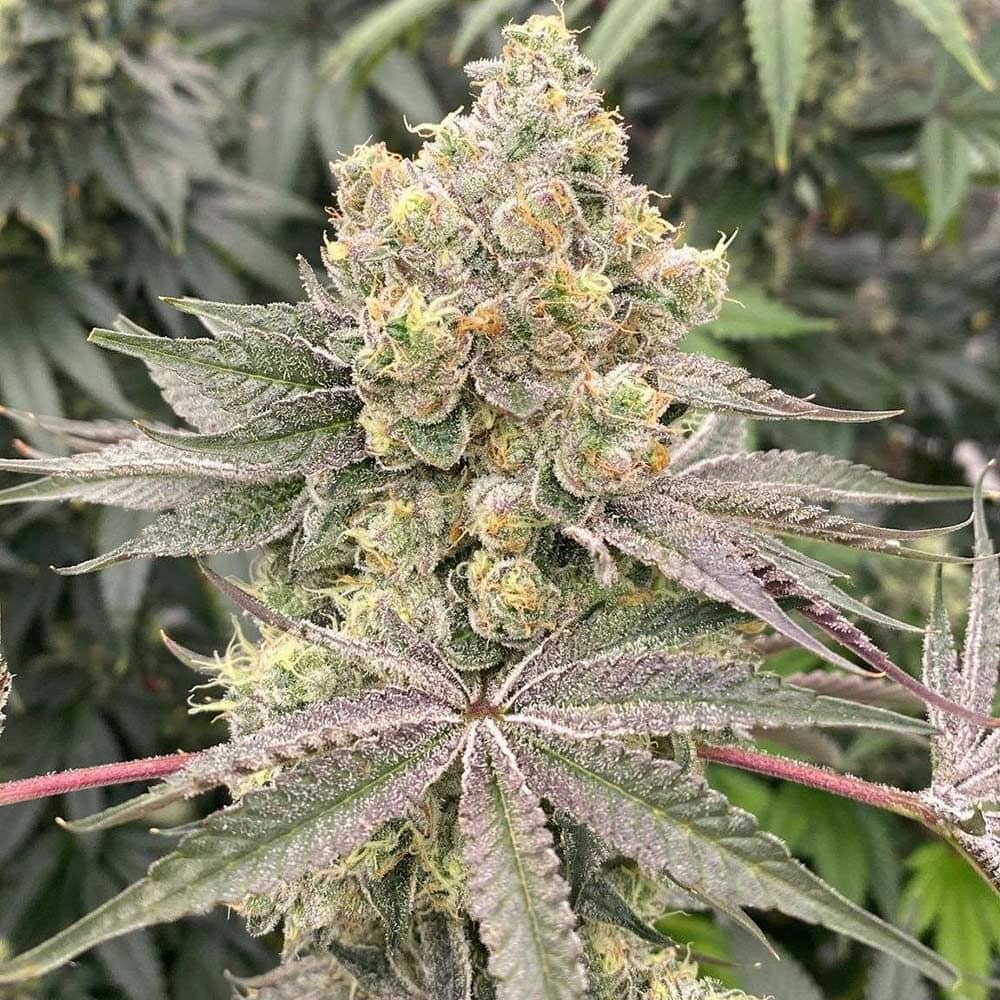 Karma Genetics Seeds - Apple B - Feminized