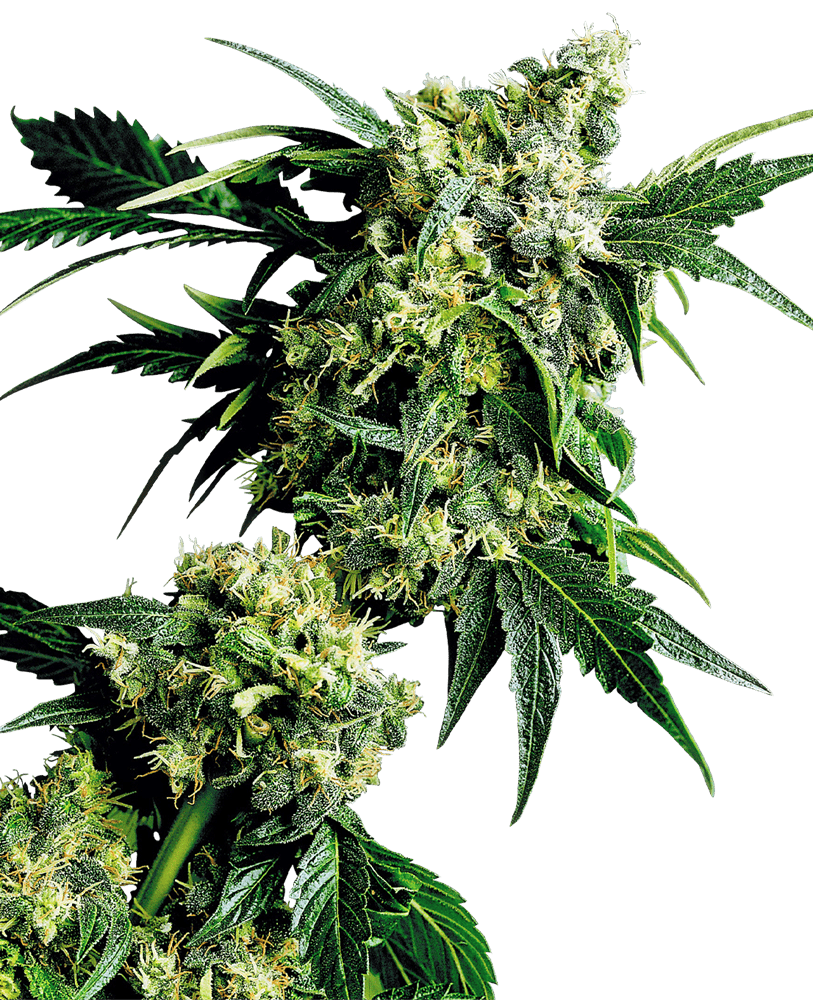 Sensi Seeds - Mr Nice G13 x Hashplant - Regular