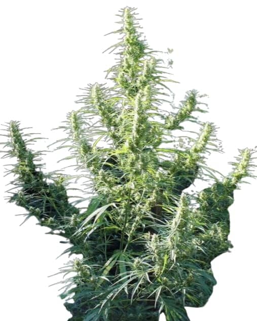 Scott Family Farms Nevil Haze 15 x MM x Nevil Haze 21 x MM Regular     