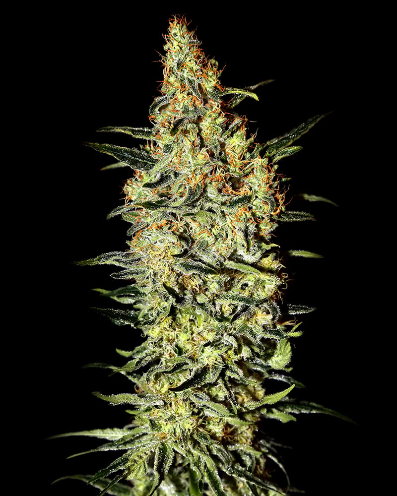 Green House Seeds Neville's Haze Feminized 