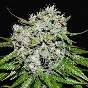 Delicious Seeds - Nevilles Rose Auto - Feminized