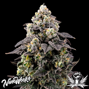 Nine Weeks Harvest Cherry Banger - Feminized