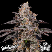 Nine Weeks Harvest Franklinz - Feminized