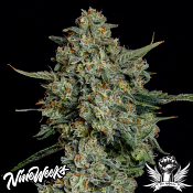 Nine Weeks Harvest Funky Drip - Feminized