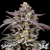 Nine Weeks Harvest Monaco - Feminized