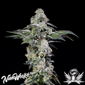 Nine Weeks Harvest Papaya Puffs - Feminized