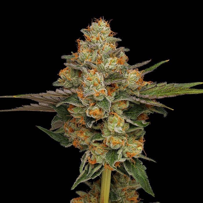 Green Bodhi Genetics - Northern Afghani Lights - Regular