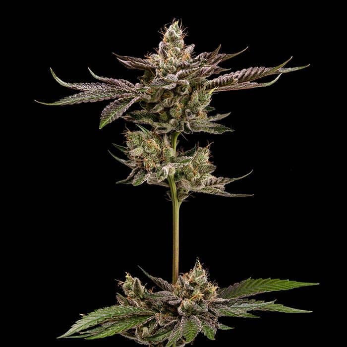 Green Bodhi Genetics - Northern Lemons - Regular