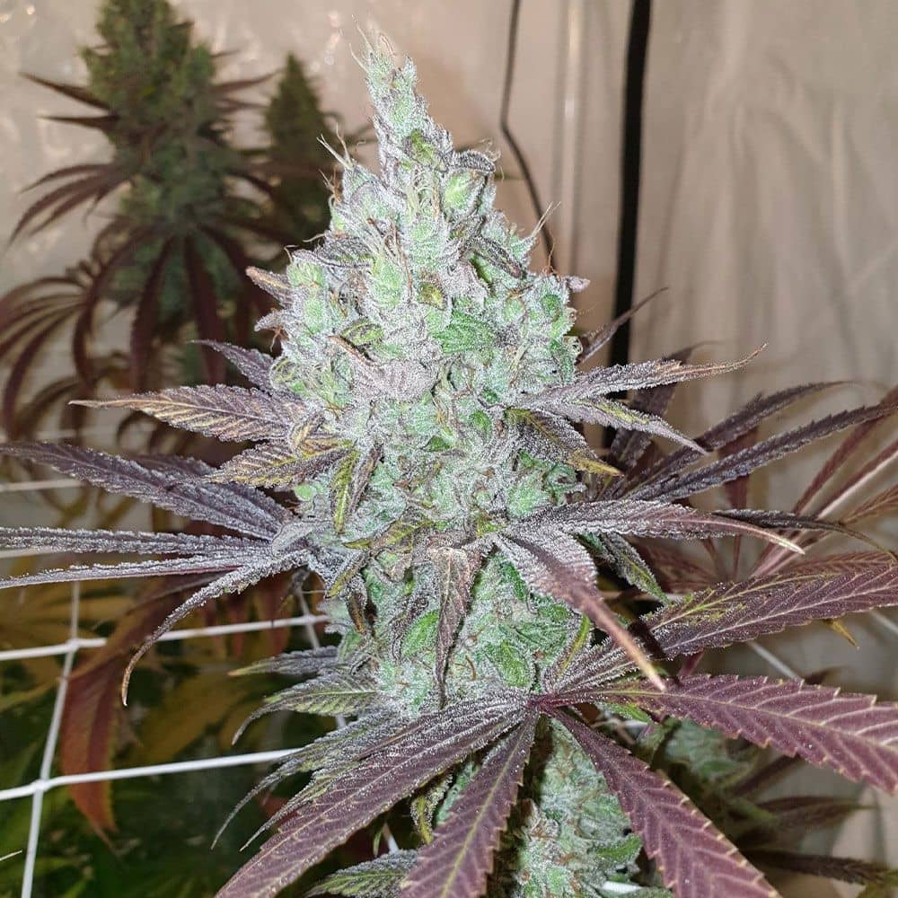 Karma Genetics Seeds - Now N Frutti - Feminized 