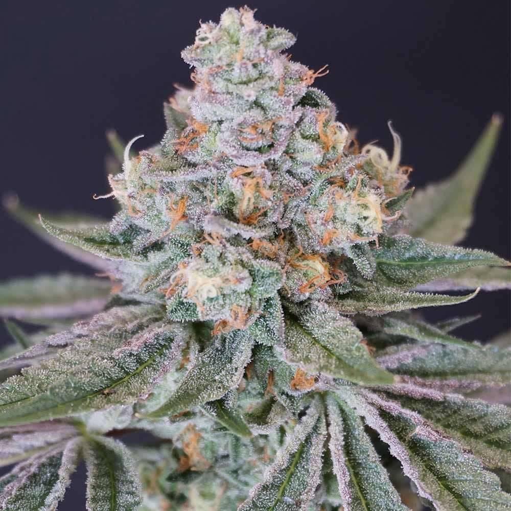 Karma Genetics Seeds - Now N Melon - Feminized