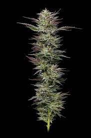 Nutter Budder - Feminized - Humboldt Seed Company   