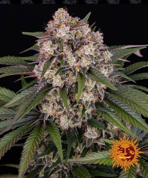 Barneys Farm Seeds OG Kush Auto Feminized   