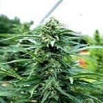 Emerald Triangle Seeds Cherry OG Regular