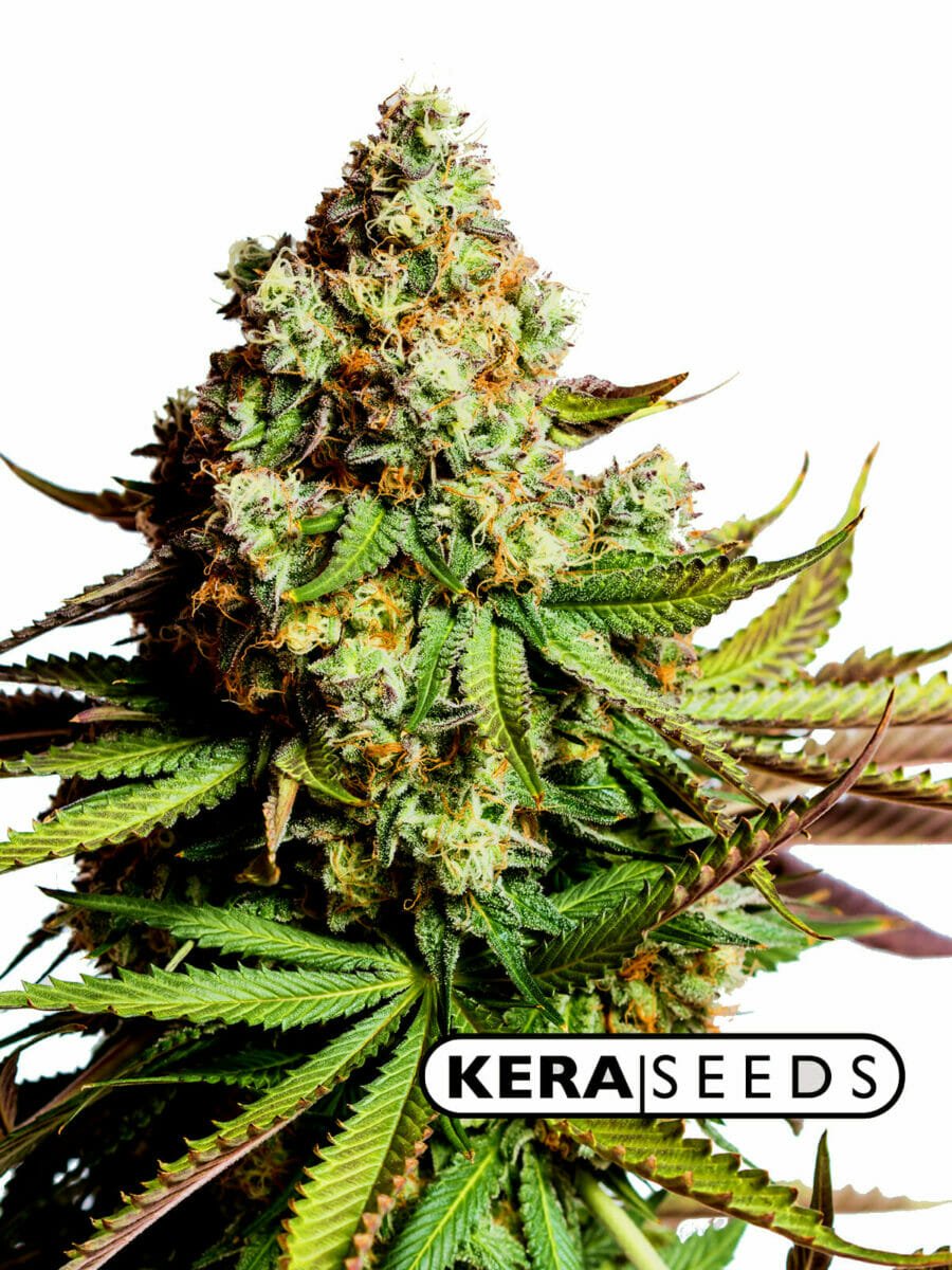 Kera Seeds OG Kush Auto Feminised 