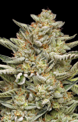 Humboldt Seed Company - OG Triploid Auto Feminized