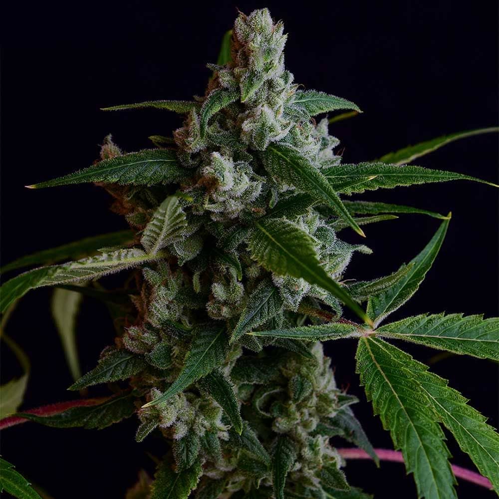 Green Bodhi Genetics - OGLA78 - Regular 