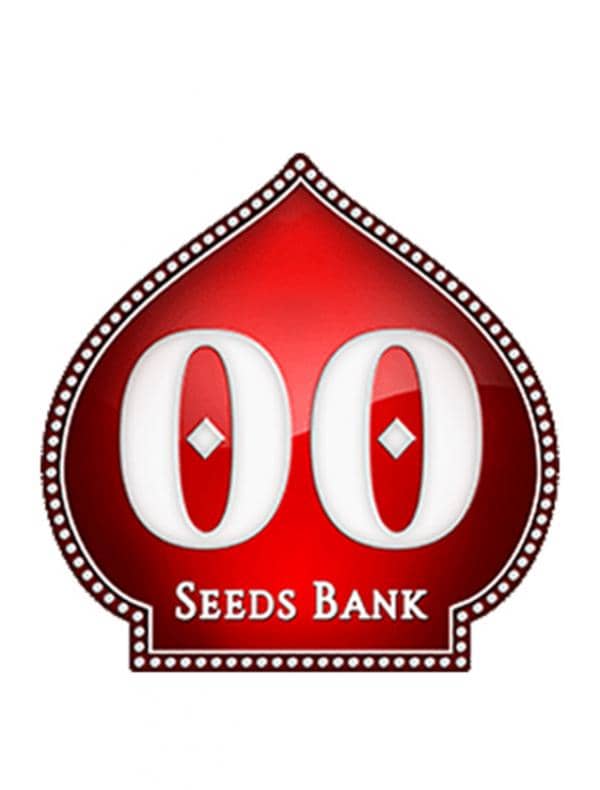 Auto Blue Dream - Feminized - OO Seeds 