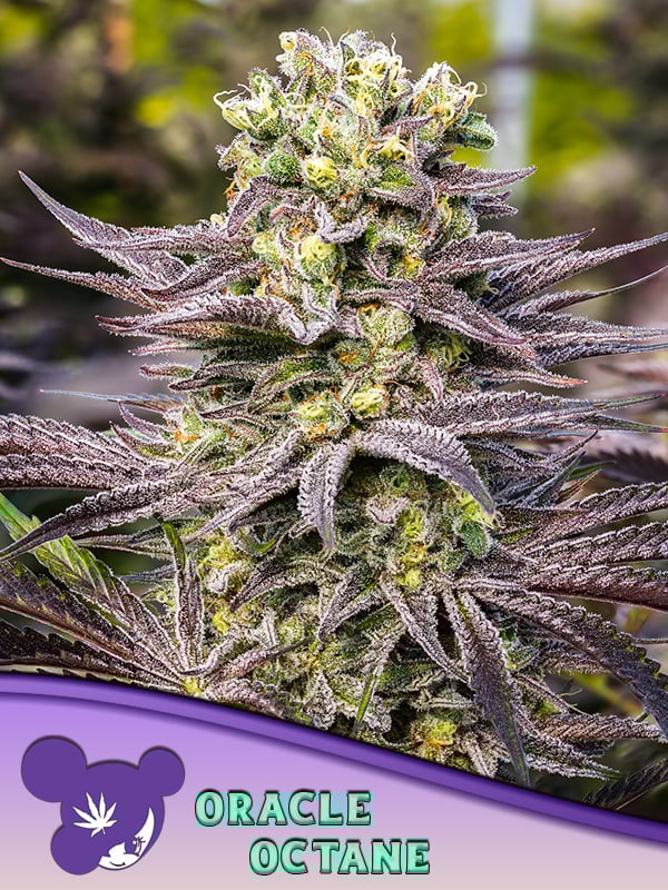 2025 Cannabis Seed Collection - Oracle Octane Feminized 