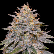G13 Labs - Orange Frappe Feminized