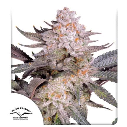 Dutch Passion Seeds - Orange Bud 2.0 Feminised
