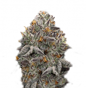 Superstrains Seeds - Oreoz Feminised