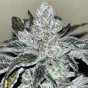 Old School Genetics - Oreoz Kosher Feminized