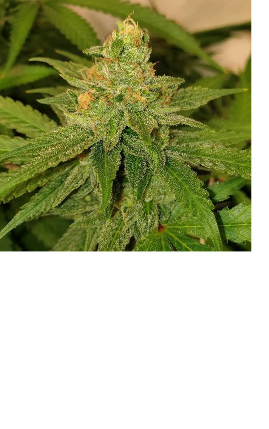 Original Cheese Female Weed Seeds - Feminized - The Original Big Buddha Family