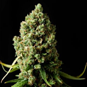 Phoenix Seeds - Original Skunk Feminised
