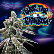 Perfect Tree Seeds - Over The Rainbow - Regular