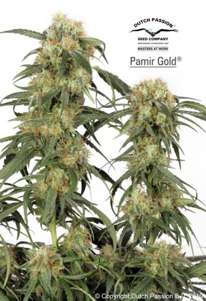 Dutch Passion Seeds Pamir Gold Feminized