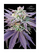 Platinum Reserve - Ammonite Feminized