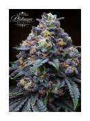 Platinum Reserve - Blackberry Obsidian Feminized