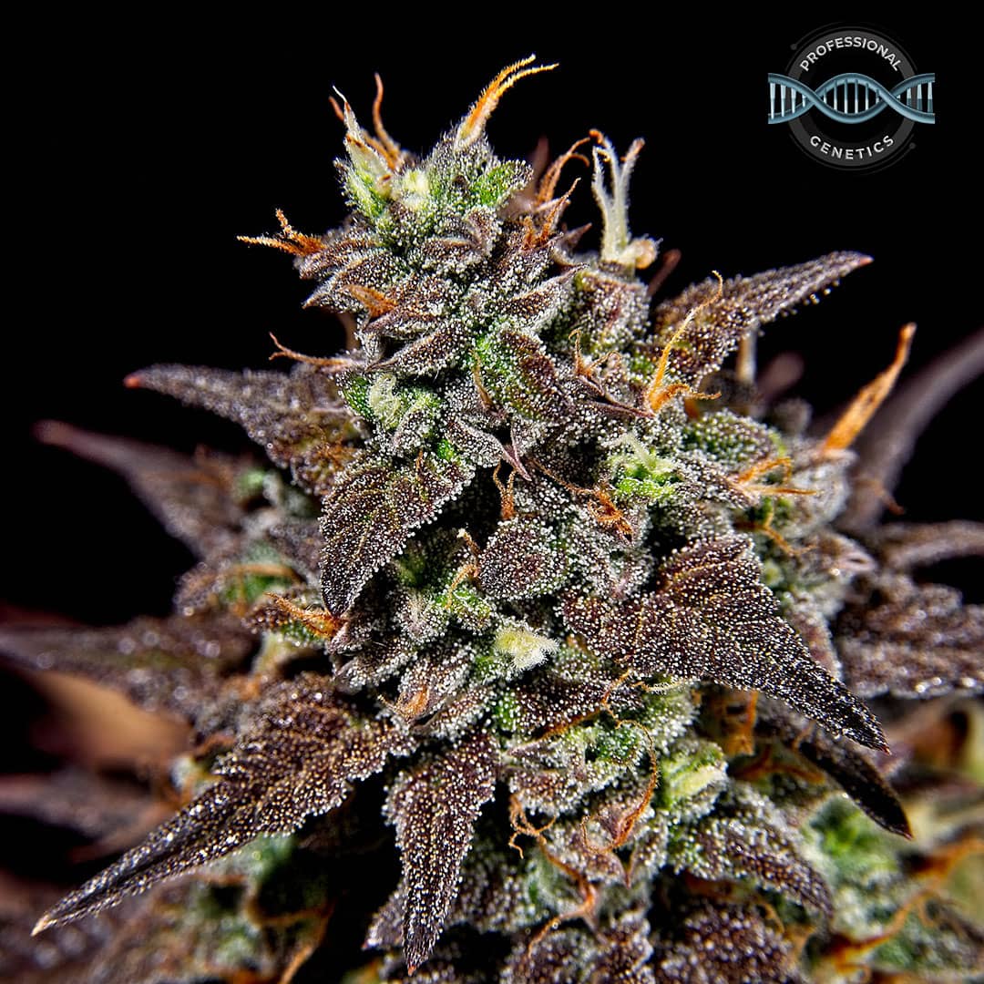 Professional Genetics Apple Animal Cookies+ Feminised   