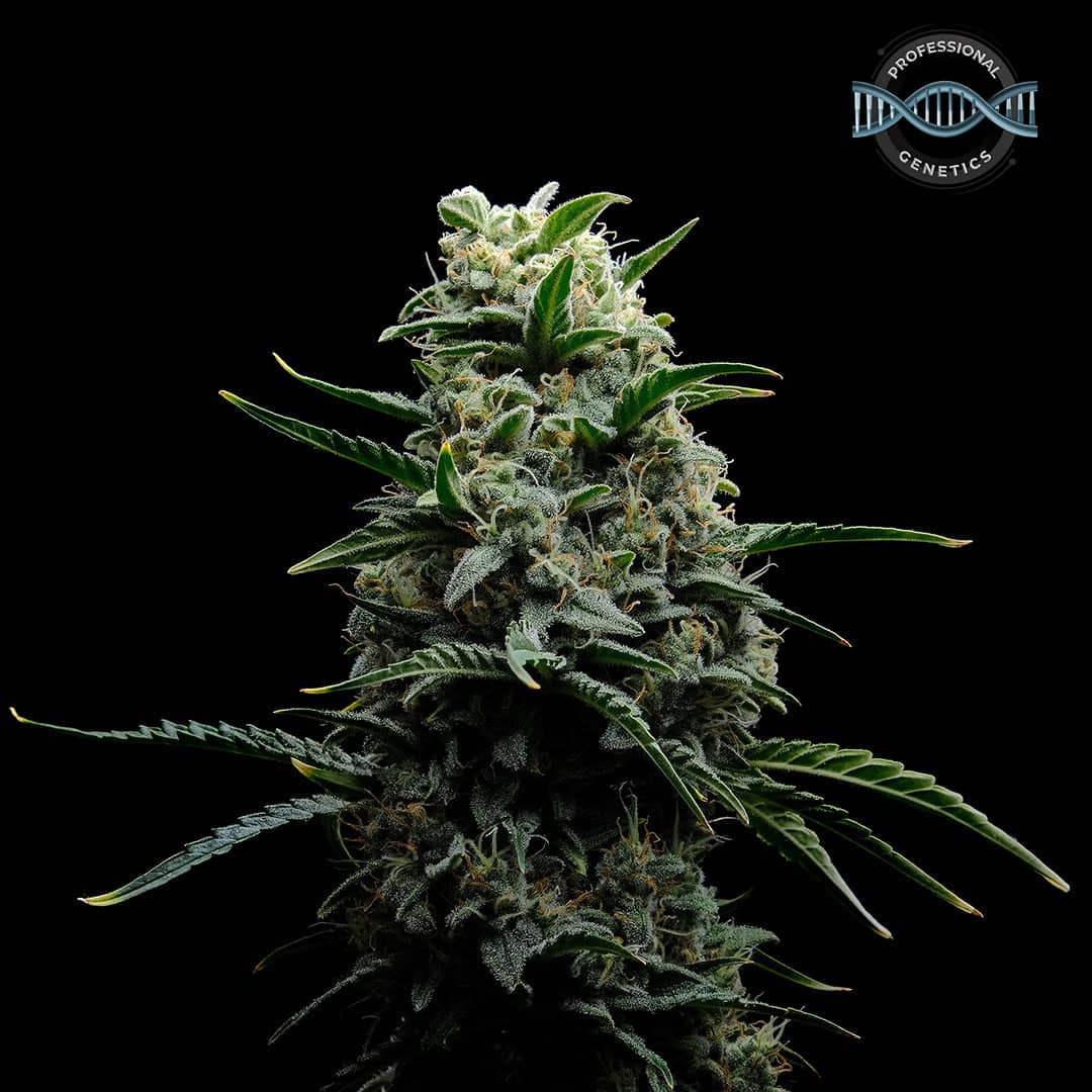 Professional Genetics Gelato 4.20 Feminised  