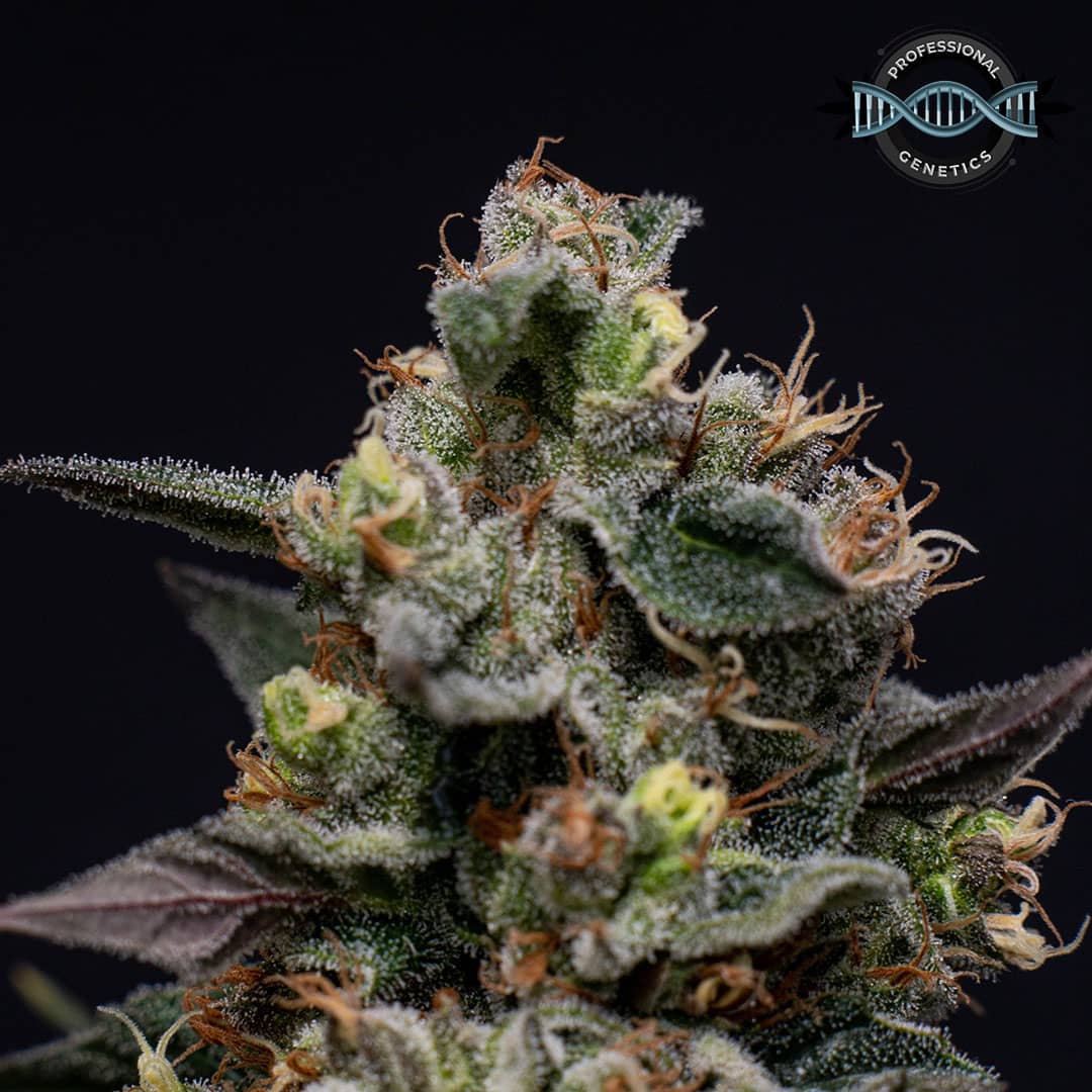 Professional Genetics Max Jealousy Feminised  