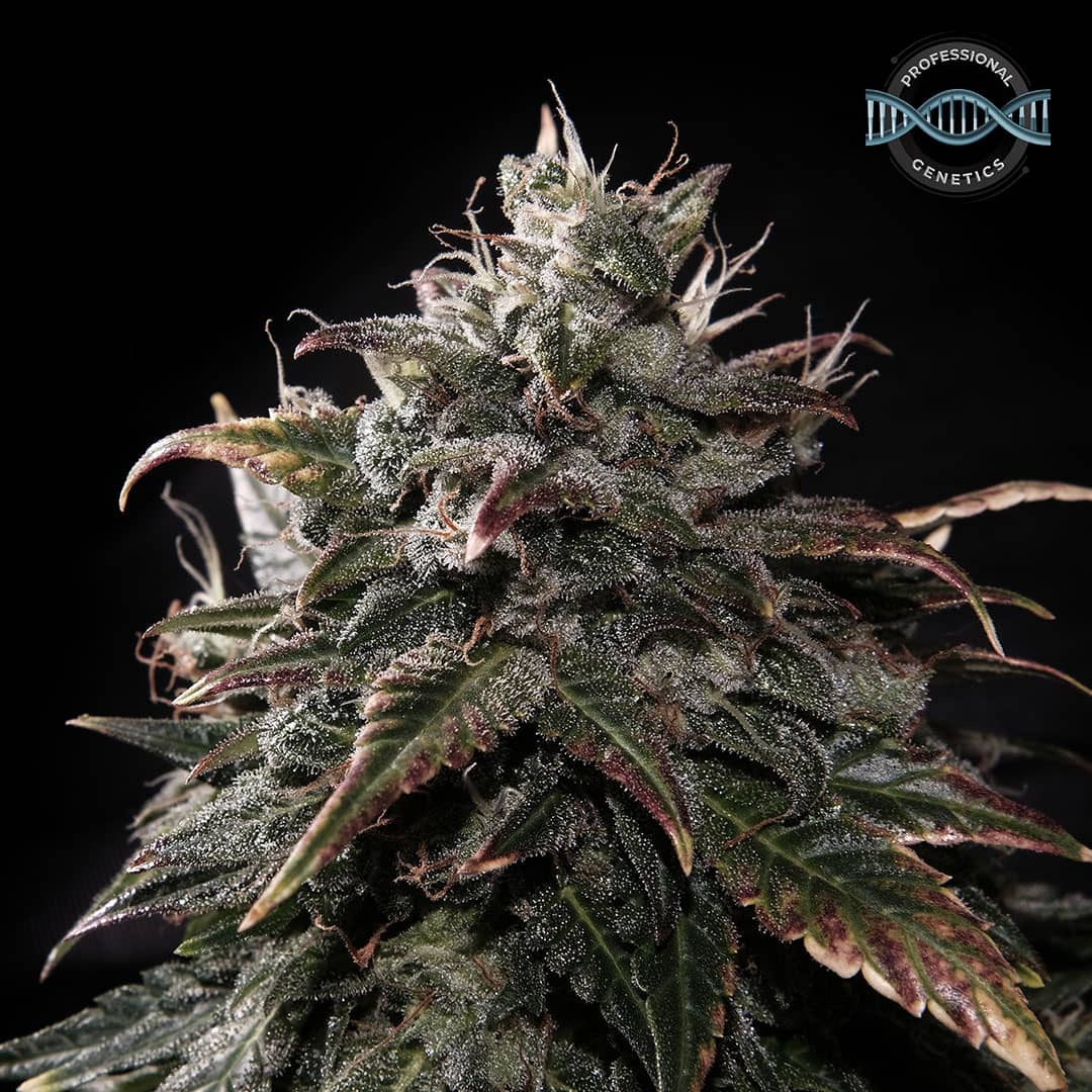 Professional Genetics Runtz Apple Supreme Feminised  