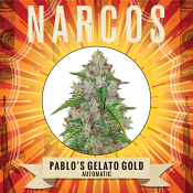 Narcos Seedbank - Pablo's Gelato Gold Auto Feminized