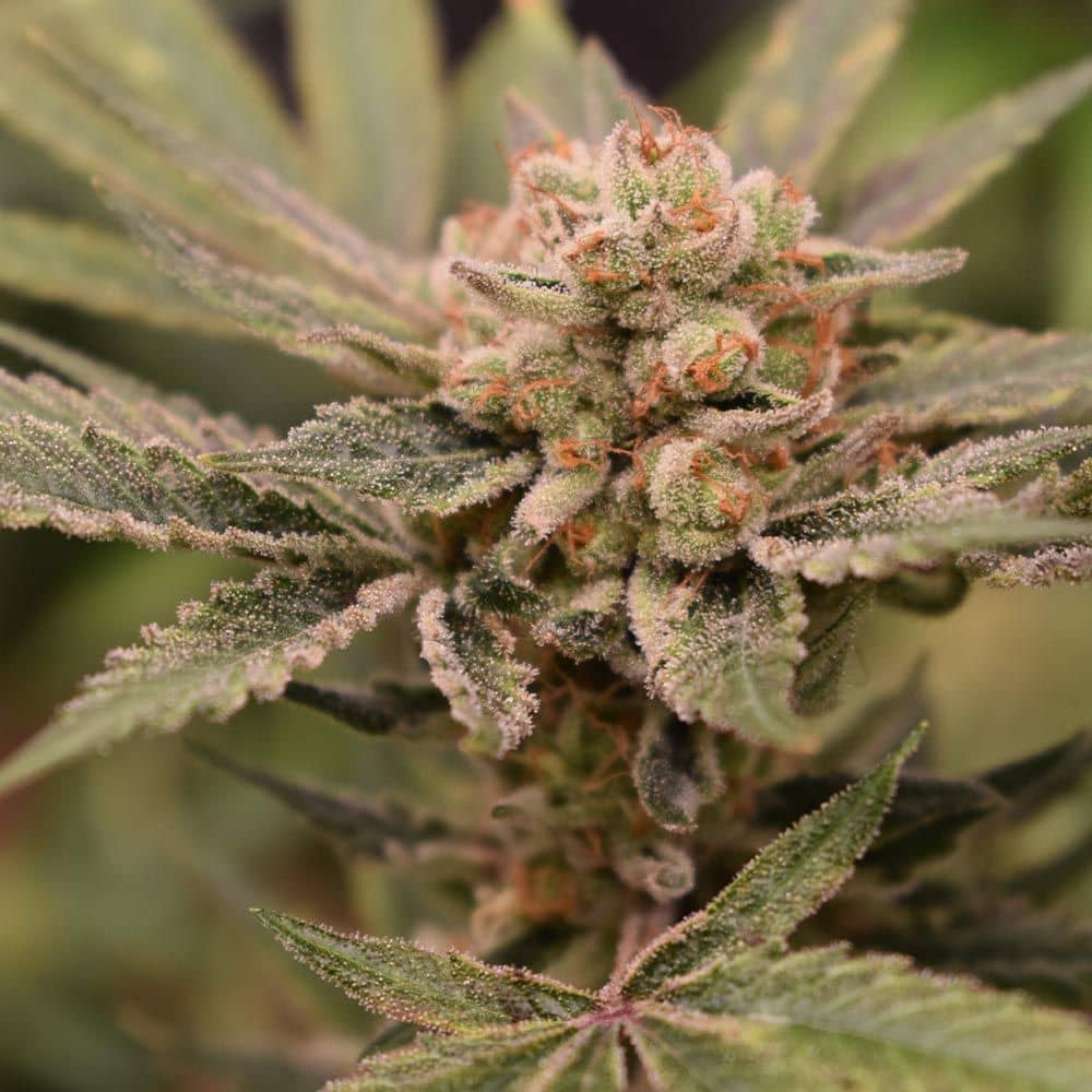 Old School Genetics - Papaya & Banana Feminized