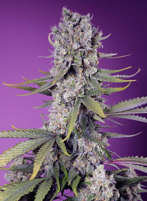 Sweet Seeds - Papaya Zoap F1 Fast Version - Feminised