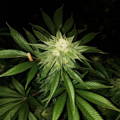 Pheno Finder Seeds - Peach Gasoline Feminized